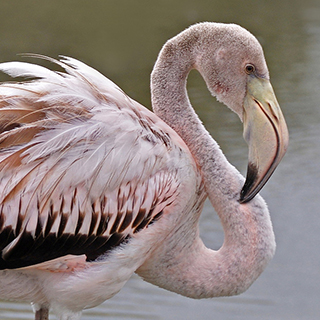 Galapagos - Isabela - Flamingo